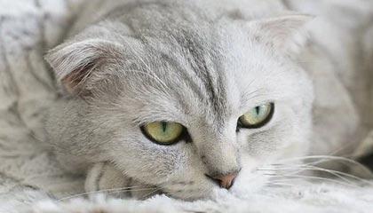 百家乐网站：在指尖感受全球高品质线上娱乐的魅力